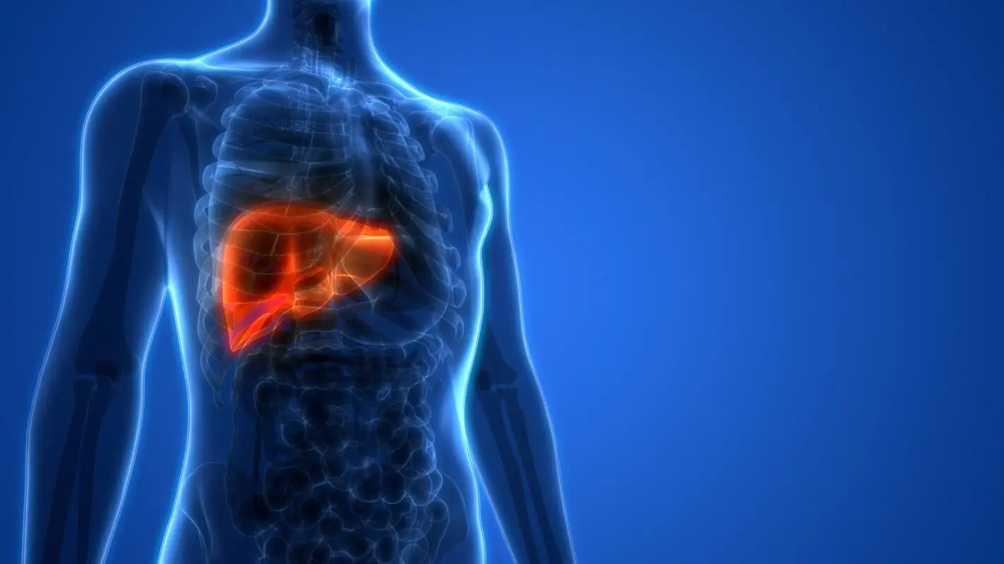 3D illustration of a human upper body with internal organs visible, highlighting the liver in orange.