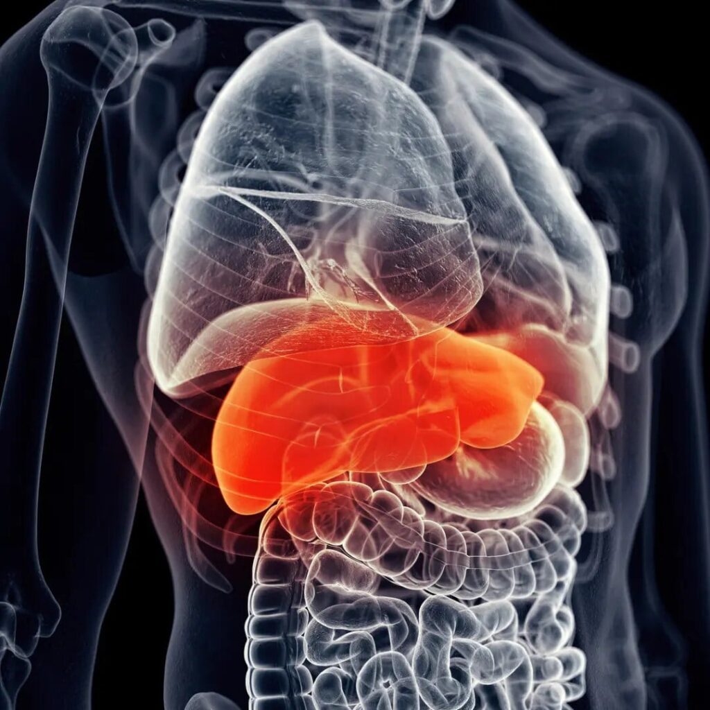 Medical illustration of a human torso with transparent skin, showing internal organs and highlighting the liver in red.